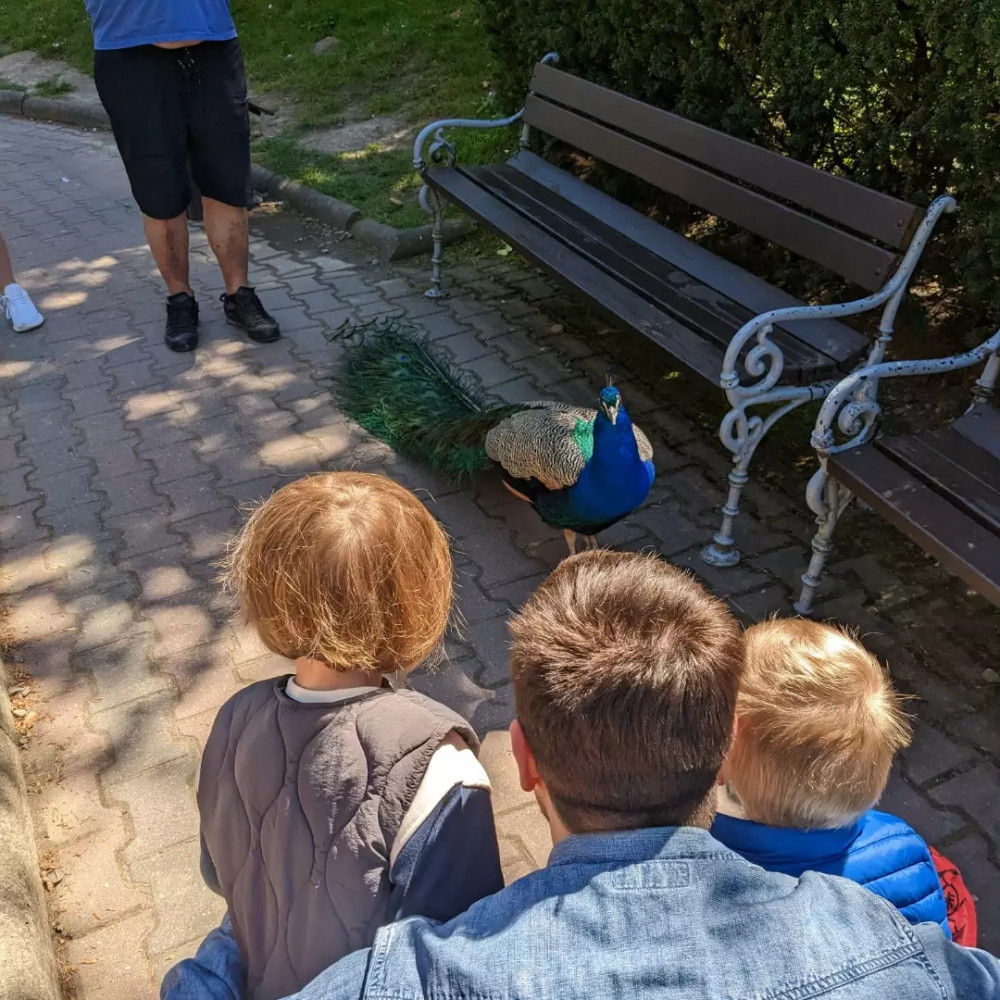 Szukam Szukamy Niani szczegóły w ogłoszeniu Kraków Niania pl