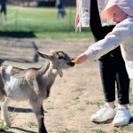 niania - zdjęcie ogłoszenia Opiekunka do współpracy Roszkowo, gm. Pruszcz Gdański, woj. pomorskie