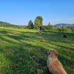 Praca niania, opiekunka