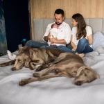 niania - zdjęcie ogłoszenia Szukamy niani dla naszego synka 
