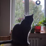 niania - zdjęcie ogłoszenia Poszukujemy opiekunki