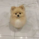 niania - zdjęcie ogłoszenia Potrzebna opieka nad dzieckiem Jordanów Śląski, woj. dolnośląskie