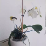 niania - zdjęcie plofirowe użytkownika Monika S.