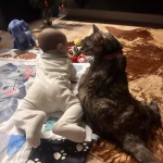 niania - zdjęcie ogłoszenia Szukam opieki dla 6-miesięcznego dziecka