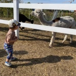 niania - zdjęcie ogłoszenia Poszukuje niani dla 2 letniego synka od zaraz na pełen etat