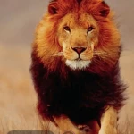 niania - zdjęcie plofirowe użytkownika Weronika M.