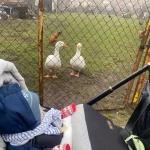 niania - zdjęcie ogłoszenia Praca dla opiekunki Kiełczów, gm. Długołęka, woj. dolnośląskie