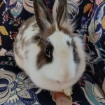 niania - zdjęcie ogłoszenia Pomoc w domu/opieka nad dziećmi  Zgierz