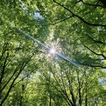 niania - zdjęcie ogłoszenia Potrzebna opieka nad dzieckiem