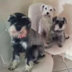 niania - zdjęcie plofirowe użytkownika Ewa H.