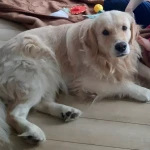 niania - zdjęcie ogłoszenia Opieka 16mc dziecko Biały Prądnik