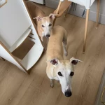 niania - zdjęcie ogłoszenia Szukamy niani od października 