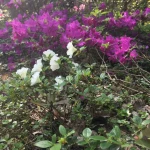 niania - zdjęcie plofirowe użytkownika Erni T.