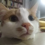 niania - zdjęcie ogłoszenia Szukam opiekunki - Gdańsk-Ujeścisko