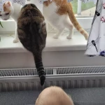 niania - zdjęcie ogłoszenia Potrzebna niania do dziecka