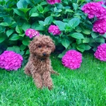 niania - zdjęcie ogłoszenia 4-letni chłopczyk szuka super Niani