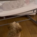 niania - zdjęcie ogłoszenia Poszukuję Niani do pomocy przy Maluszku :) 