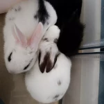 niania - zdjęcie ogłoszenia Szukamy osoby do pomocy w opiece nad dziećmi i w pracach domowych