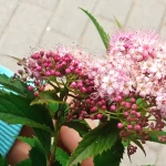 niania - zdjęcie plofirowe użytkownika Maria R.