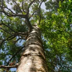 niania - zdjęcie ogłoszenia Wesoła rodzinka szuka cioci :)