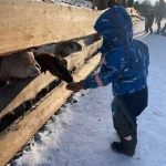 niania - zdjęcie ogłoszenia Poszukuję opiekunki dla 4-latka