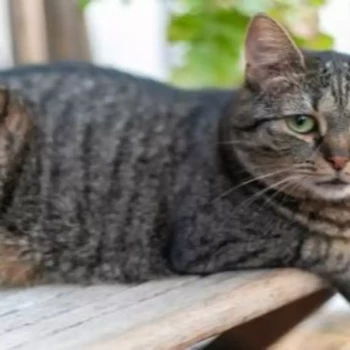 Opiekunka: Ewelina S.