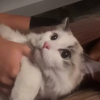 Opiekunka: Nikola M.