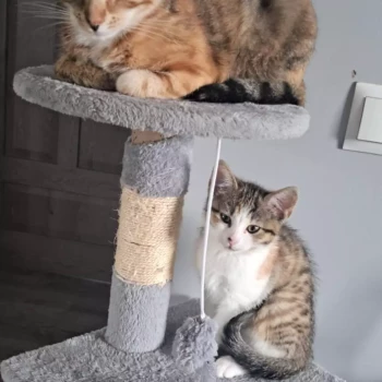 Opiekunka: Amelia J.