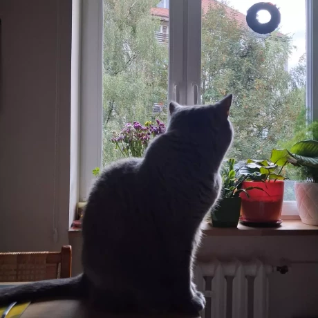 Szukam: Poszukujemy opiekunki