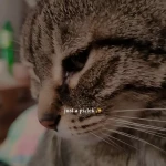 pomoce domowe - zdjęcie profilowe użytkownika Marta Z.