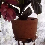 pomoce domowe - zdjęcie profilowe użytkownika Lucyna K.