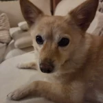 pomoce domowe - zdjęcie ogłoszenia Poszukuję do sprzątania