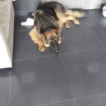 pomoce domowe - zdjęcie ogłoszenia Łomianki - poszukiwana pomoc