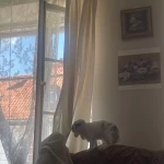 pomoce domowe - zdjęcie ogłoszenia Szukam miłej i doświadczonej osoby