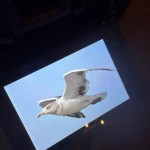 pomoce domowe - zdjęcie ogłoszenia Szukam osoby do pomocy