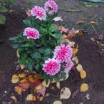 pomoce domowe - zdjęcie profilowe użytkownika Agnieszka G.