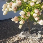 pomoce domowe - zdjęcie profilowe użytkownika Hanna R.