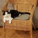 pomoce domowe - zdjęcie ogłoszenia Poszukuję pomocy domowej