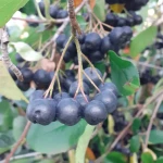 pomoce domowe - zdjęcie profilowe użytkownika Agnieszka D.