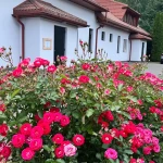 pomoce domowe - zdjęcie ogłoszenia Dam pracę pomocy domowej