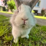 pomoce domowe - zdjęcie profilowe użytkownika Iryna S.