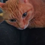 pomoce domowe - zdjęcie ogłoszenia Poszukuję do sprzątania