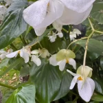pomoce domowe - zdjęcie ogłoszenia Szumamy Pani do pomocy domowej z zamieszkaniem