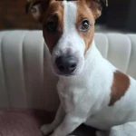 pomoce domowe - zdjęcie profilowe użytkownika Karolina P.