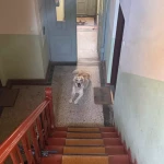 pomoce domowe - zdjęcie ogłoszenia Szukam osoby do posprzątania mieszkania - Olsztyn 