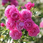 pomoce domowe - zdjęcie ogłoszenia Szukamy pomocy domowej w Kraków, Dębniki