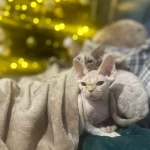 pomoce domowe - zdjęcie ogłoszenia Świnoujście, Przytór - poszukiwana pomoc