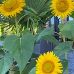 pomoce domowe - zdjęcie ogłoszenia Szukamy pomocy domowej w Kalwaria Zebrzydowska