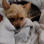 pomoce domowe - zdjęcie profilowe użytkownika Ewelina P.