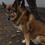 pomoce domowe - zdjęcie profilowe użytkownika Kinga L.